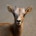yearling ewe