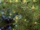 CTI-DPP_59